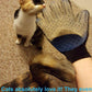 Custom Logo Pet Grooming Glove, Promotional Pet Hair Remover Mitt, Printed Pet Glove